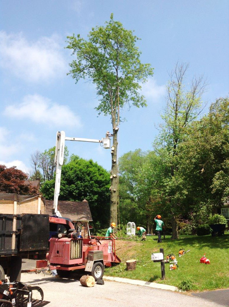 Call on Porter Tree Services for all your needed commercial tree services and really boost your curb appeal!