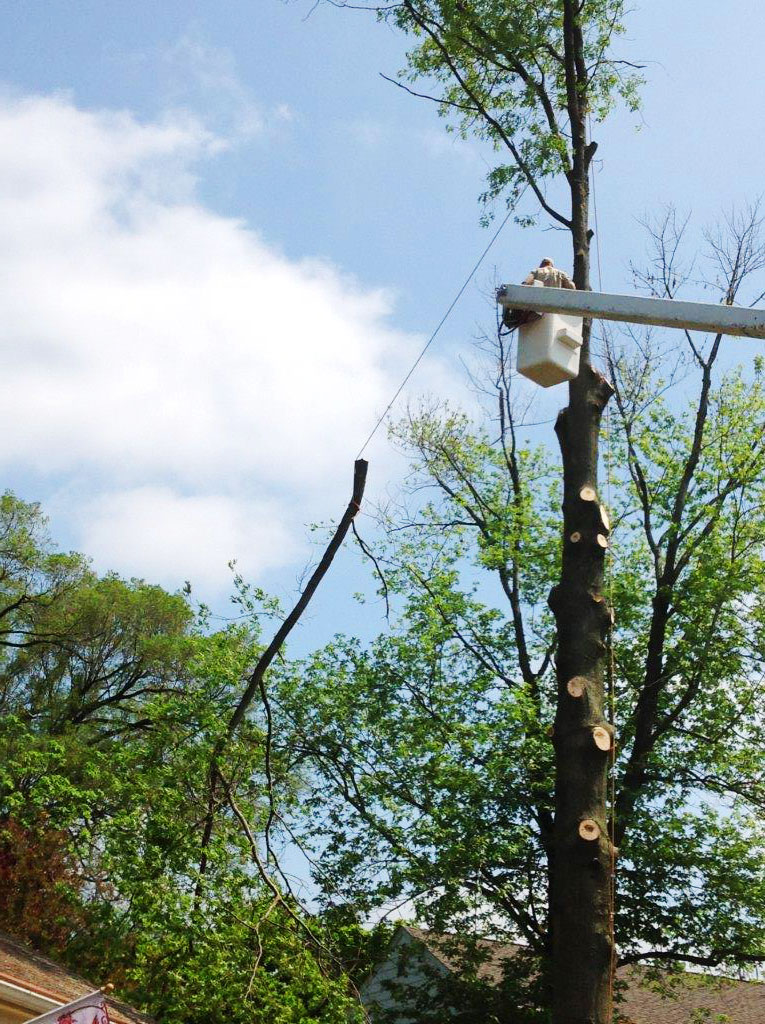 tree removal